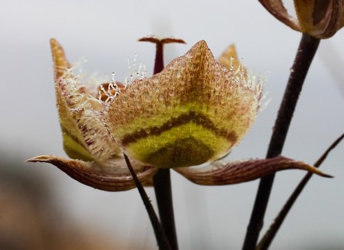 Calochortus_tiburonensis-7