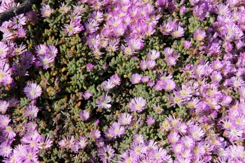 Drosanthemum_floribundum2