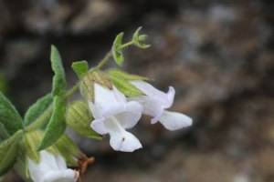 Lepechinia_calycina-2