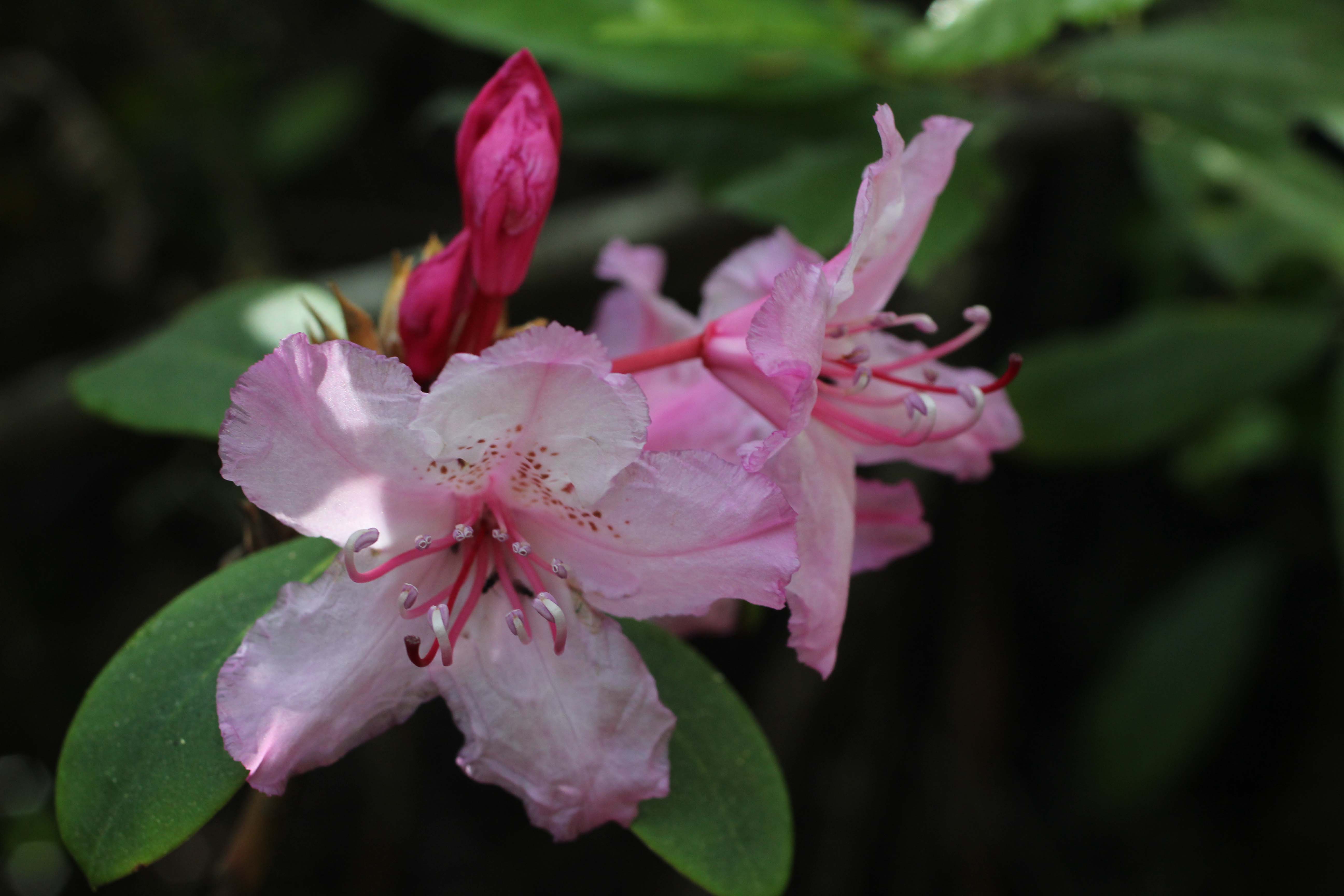 Plant of the day: Pacific rhododendron | Flowers Of Marin