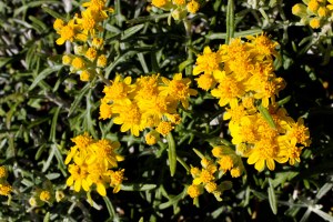 Eriophyllum_staechadifolium-2