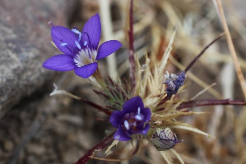 Navarretia_viscidula