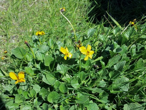 Viola_pedunculata1