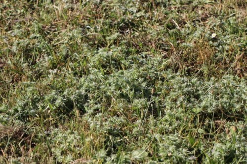 Coastal button celery - 1