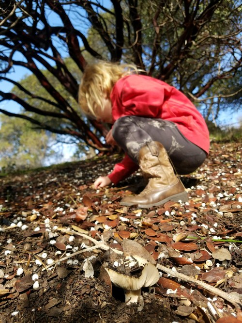 arctostaphylos_manzanita2