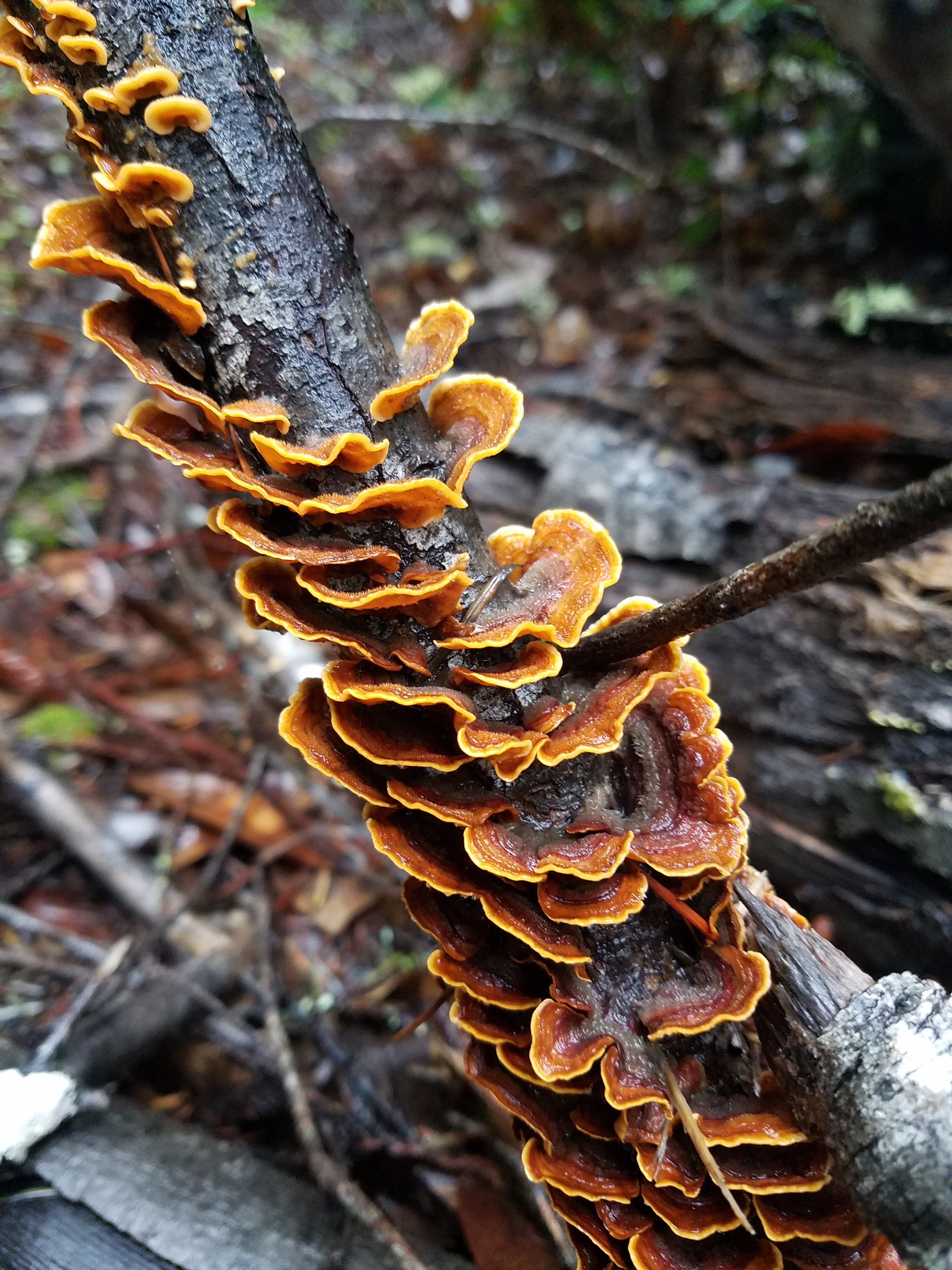 Fabulous Fungi - 2